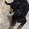 13wk RottweilerxMastiff