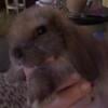 Adorable baby bunny  - Mini Lop