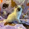 Ragdoll kittens available