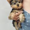 Yorkie Puppies For Sale  In New York and New Jersey