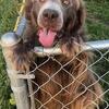 Adult spayed Newfoundland