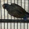 Looking for a male Bronze Winged