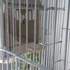 European Greenfinch mutation pair