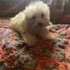 Adorable cream  MALTI~POO PUPPY