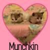 Munchkin Kittens