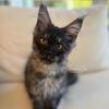 Tica Black Smoke Maine Coon