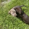 Labrador Puppies