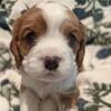 Cockalier Puppies for Sale!