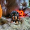 Mini doxie female black and tan