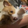 3 male 1 female full blooded corgis looking for forever home