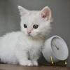 TICA registered standard minuet kitten looking kitten