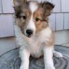 Tessa,  female Sheltie