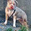 American Bully Chocolate tri merle male for stud