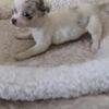 Male White with Merle spots Chihuahua puppy