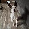Mixed Breed Dog