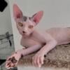 MALE SPHYNX CAT $1,000