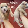 American Bully Pups almost ready for new home