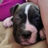 Beautiful Bulldog Puppies - For Sale