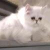 Silver Persian