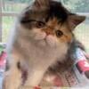 Fluffy Persian kitty CFA registered Purebred Persian 