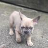 French bulldog puppy Bronx