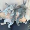 8 week old French Bulldog puppies. Frenchies