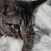 Sweet Handsome 12 Week Old Bengal Kitten