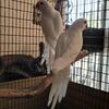 Indian Ringneck Babies