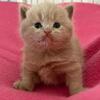 British Shorthair Lilac Female
