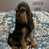 Bloodhound puppies in Monroe City, IN