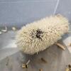 Hedgehogs
