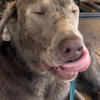 1 year old Male Silver Lab AKC ready for a home