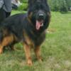 German Shepherd showline -Lithium Son