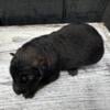 AKC longcoat dark sable, bicolor & black German Shepherd puppies