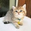 EMBER  -    A  Super Beautiful Female Purebred British Shorthair Cat is Waiting for you