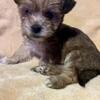 8 week old Matese, shih-zu and yorkie mix puppy