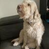 Rehoming labradoodle