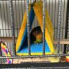 Lovebird for sale