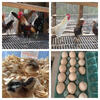 Ayam Ketawa "laughing chickens" chicks and hatching eggs