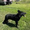 Akc black German shepherd