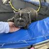 Big rope frenchie