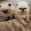 (RESERVED) Himalayan kittens ready at the end of September