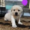 AKC Labrador Retriever puppies