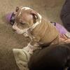 Urgent Rehoming – Loving Pitbull Mom & Puppy (Prefer to Stay Together)