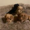 Min Dachshunds puppies