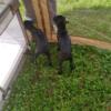 $50 black lab mixed puppy "NEED HOMES NOW