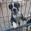 Male boxer