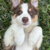 Aussie Australian Shepherd Puppies Parents on Premises