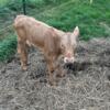 4 Weaned Calves for sale