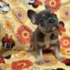 French bulldog pups that are affordable